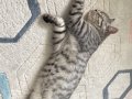 Tekir cinsi gri renkli yavru erkek kedi