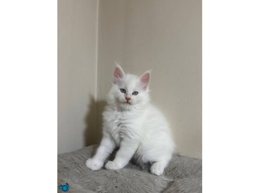 Xxl saf kan şampiyon kan hattı scr li maine coon yavruları