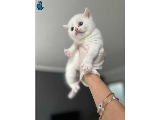 2 Aylık Chinchilla Beyaz Yavru Kedi