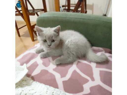 British Shorthair Dişi Yavru 