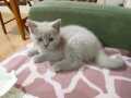 British Shorthair Dişi Yavru 