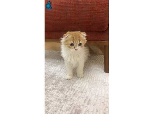 Çok sevimli scottish 6 aylık erkek kedi
