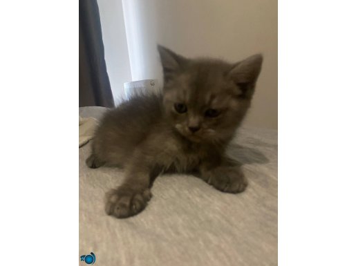 11 haftalik British shorthair