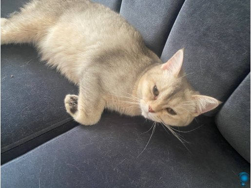 9 aylık British shorthair