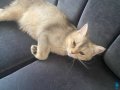 9 aylık British shorthair