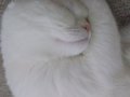 Scottish fold ve British Shorthair kırması,uysal bir kedi