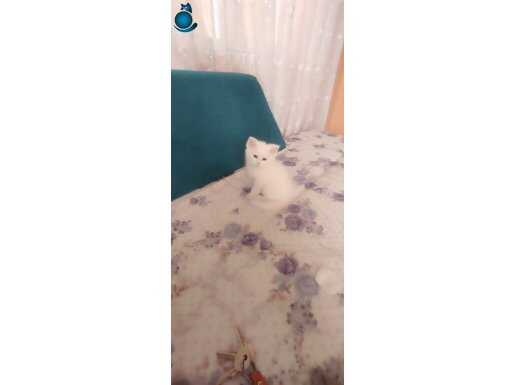 100/100orjinal uysal temas bağımlısı