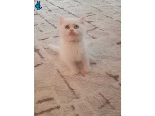 British Shorthair Yavruları İçin Yeni Yuva