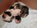 Kedi annesi ve dört yavrusu 