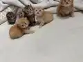 En tatlı scotishler 