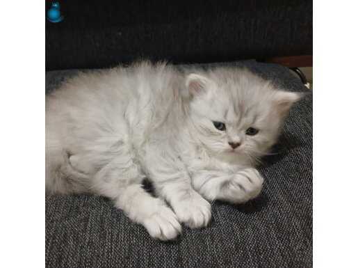 2 aylık 2 british longhair yavru kedi