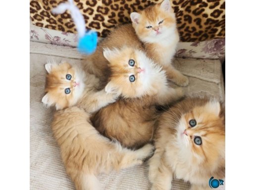 MUHTEŞEM BEBEKLER IRK VE SAĞLIK GARANTİLİ