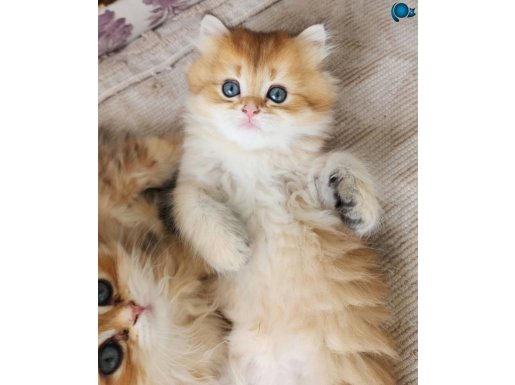 SAFKAN BRİTİSH BEBEKLER