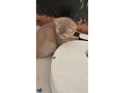 Güzeller yeni can dostlarını bekliyor