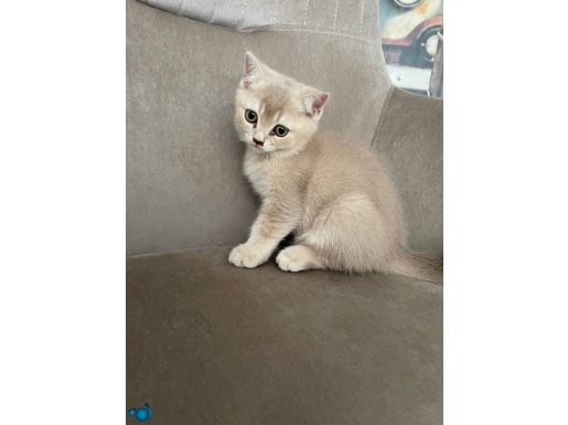 GÜZEL YAVRULARIMIZ YENİ DOSTLARINI BEKLİYOR