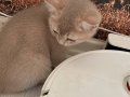 Güzeller yeni can dostlarını bekliyor