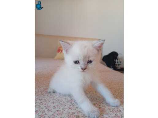 1 aylık safkan british shorthair yavrular