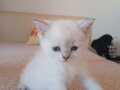 1 aylık safkan british shorthair yavrular