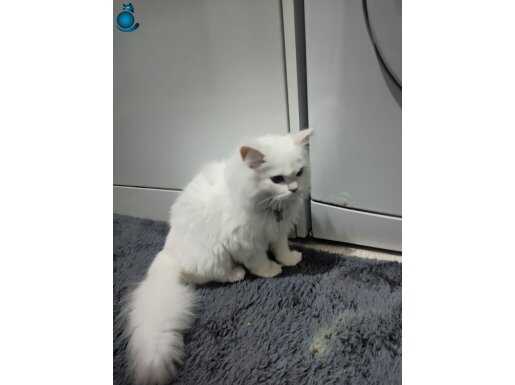 İran kedisi beyaz mavi gözlü 1 yaşlarında erkek