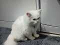 İran kedisi beyaz mavi gözlü 1 yaşlarında erkek