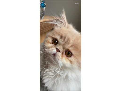 Bal surat sevgi dolu İran kediniz