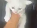 Ömürlük yuva ariyoruz