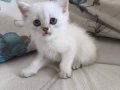 British shorthair yavrularimiza yuva ariyoruz