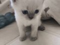 British shorthair yavrularimiza yuva ariyoruz