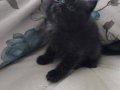 British shorthair yavrularimiza yuva ariyoruz