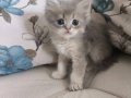 British shorthair yavrularimiza yuva ariyoruz