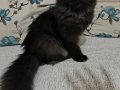 British shorthair yavrularimiza yuva ariyoruz
