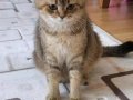 British shorthair yavrularimiza yuva ariyoruz