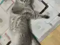 British shorthair yavrularimiza yuva ariyoruz