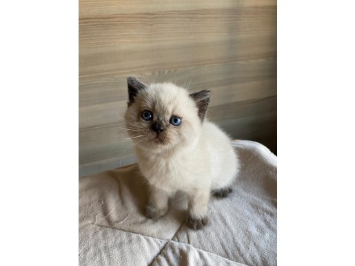 British shorthair yavrular 