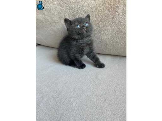 British shorthair evinizin neşesi
