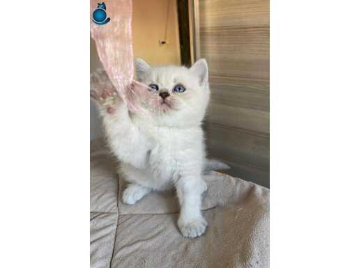 British shorthair yavrular 
