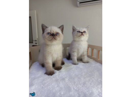 British shorthair yavrular 