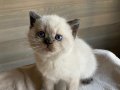 British shorthair yavrular 