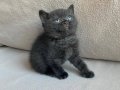 British shorthair evinizin neşesi