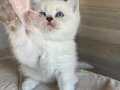 British shorthair yavrular 