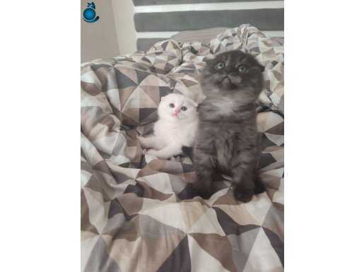 2 Yaşında dişi kedi çipi mevcut hiç bir sağlık sorunu yok