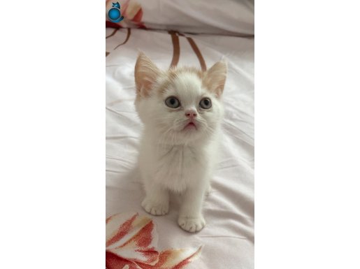 2 aylik erkek exotic shorthair