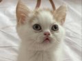 2 aylik erkek exotic shorthair