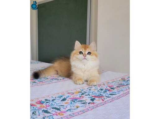 ALTIN BİBLO NADİDE GOLDEN BRİTİSH LONGHAİR YAVRUM