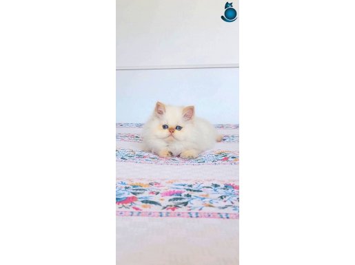 EMSALSİZ GÜZELLİK BEBEK SURAT BRİTİSH LONG REDPOİNT YAVRUMUZ
