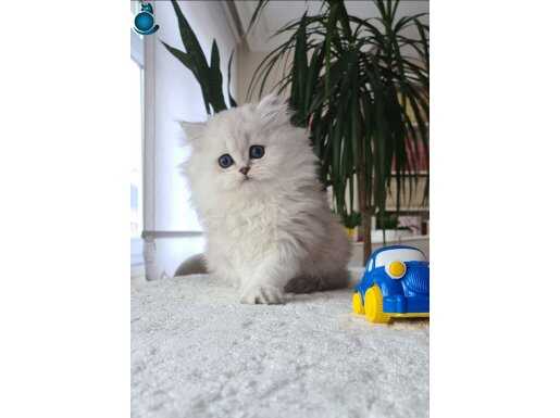 BADEM GÖZLÜ BEBEK SURAT BRİTİSH LONGHAİR SİLVER YAVRUM 