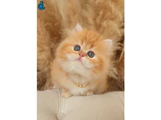 ALTIN SARISI BİBLO SURAT BRİTİSH LONGHAİR GOLDEN YAVRUM