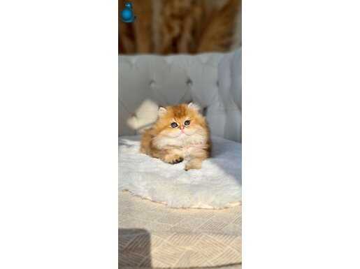 PORTAKAL ŞEKERİ SAFKAN GOLDEN BRİTİSH LONGHAİR DİŞİ YAVRUM 