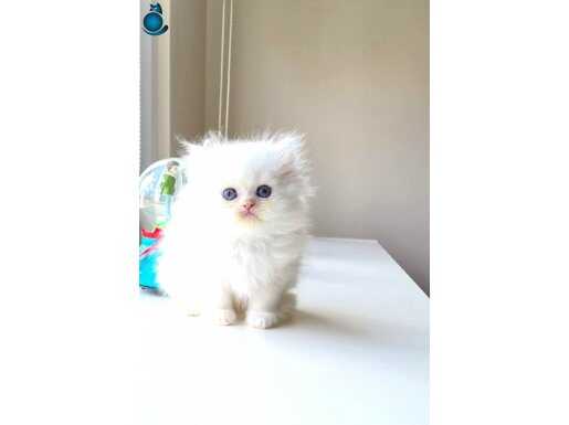 KARTOPU LEKESİZ BEYAZ BRİTİSH LONGHAİR DİŞİ YAVRUMUZ 