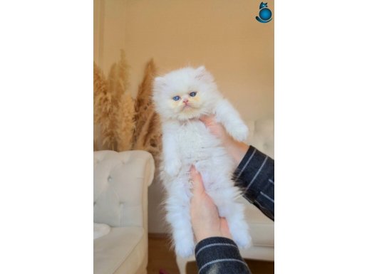 KAR KRALİÇESİ ODD EYES PERSİAN LONGHAİR DİŞİ YAVRUMUZ 
